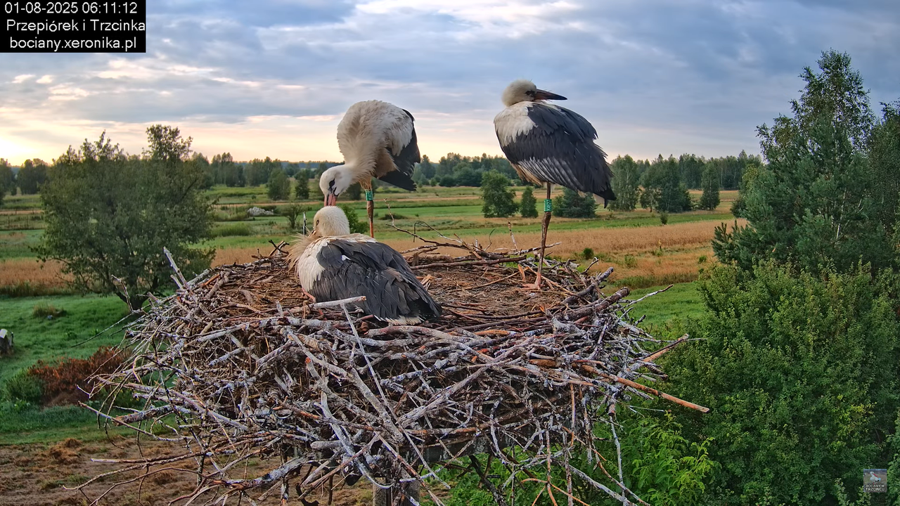 01082025bociany8