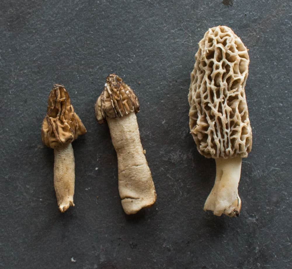 half free morels and morel