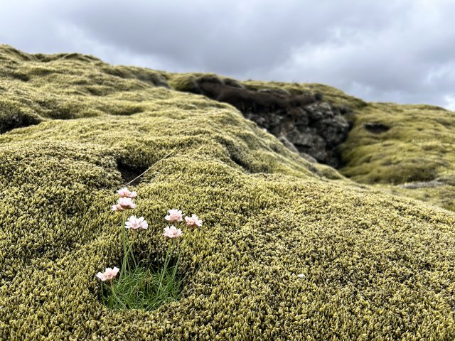 21 DIAS EN MI SEGUNDO VIAJE A LA TIERRA DEL HIELO Y FUEGO (en construccion) - Blogs de Islandia - 26/06/2025 Península de Reykjanes, pisamos la erupcion de 2023. (5)