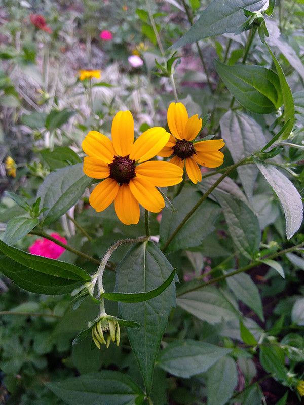 Плантариум