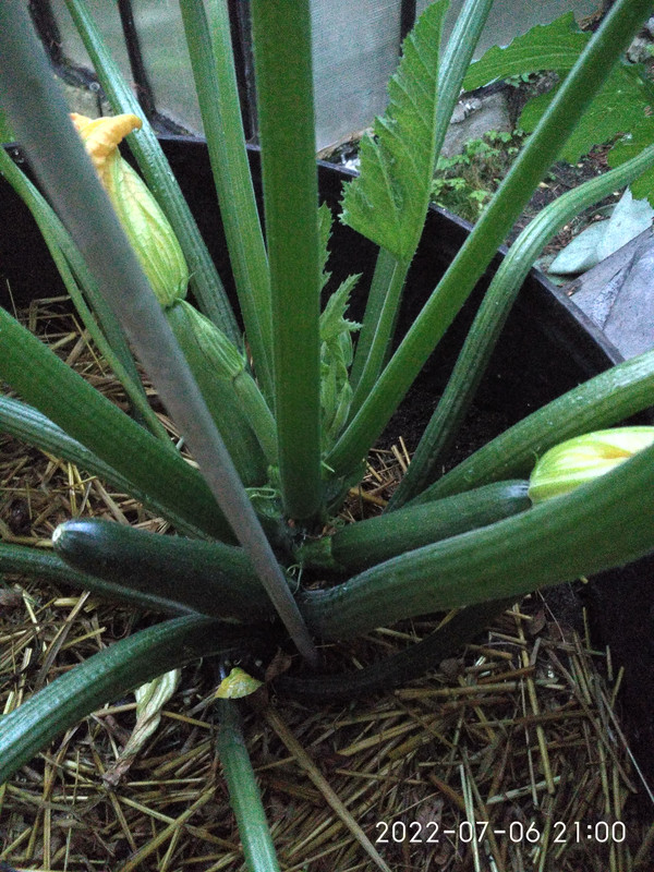 IMG_20220706_210045_HDR ( КОМО F 1 )