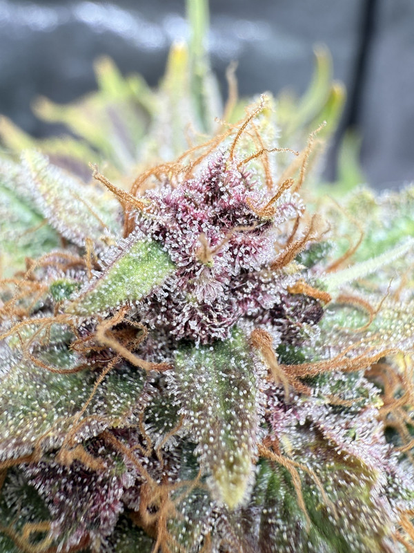 A6C8CC17-1D85-4501-BBF1-D1C9879A25CC