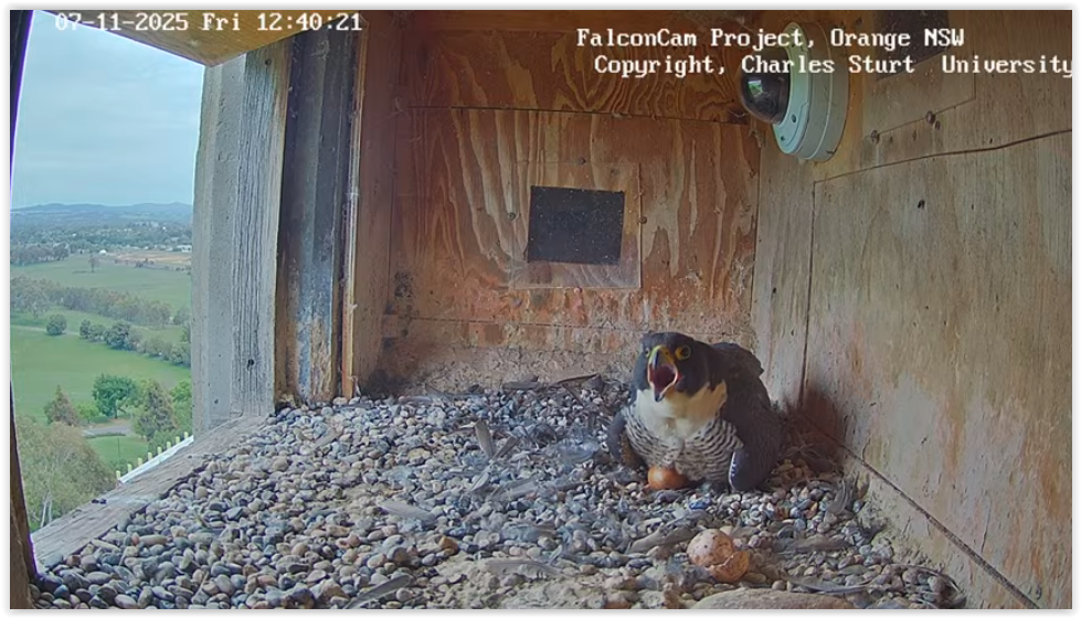 Screen Shot 11 07 25 at 02 44 AM