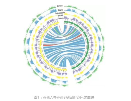 香蕉熟得快不快_2