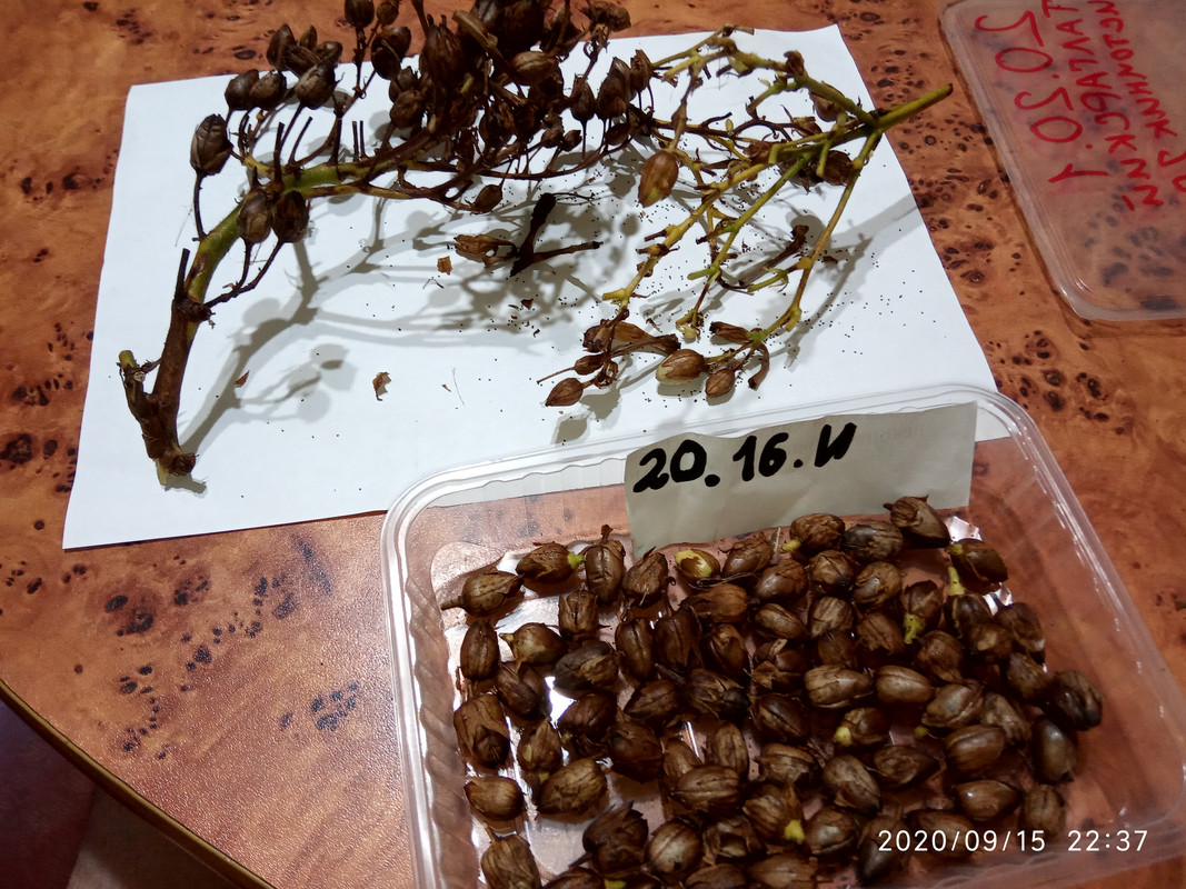 16001842243202332370124736421756