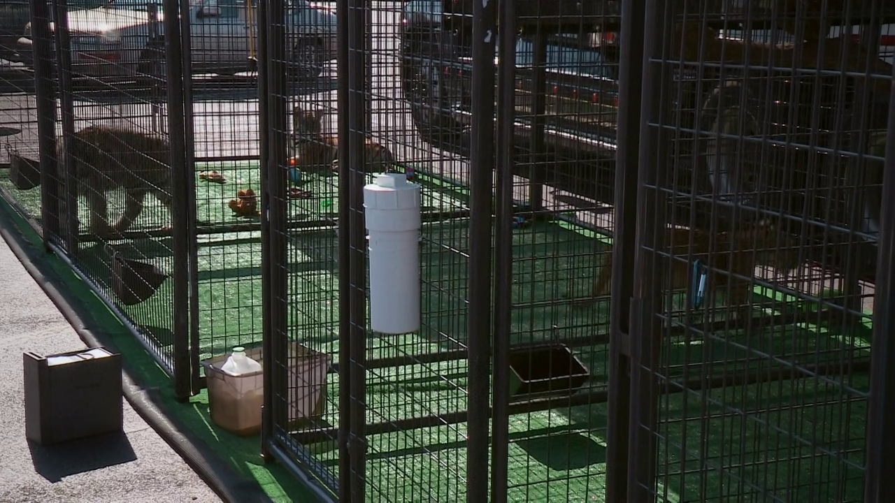 Louis Theroux Shooting Joe Exotic 2021 1080P Web Dl HEVC Tornment666