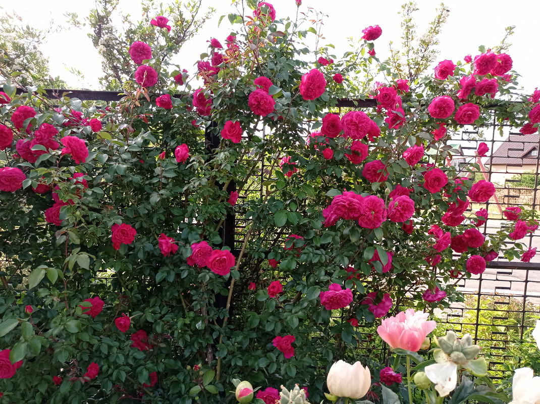 Ivor's Rose