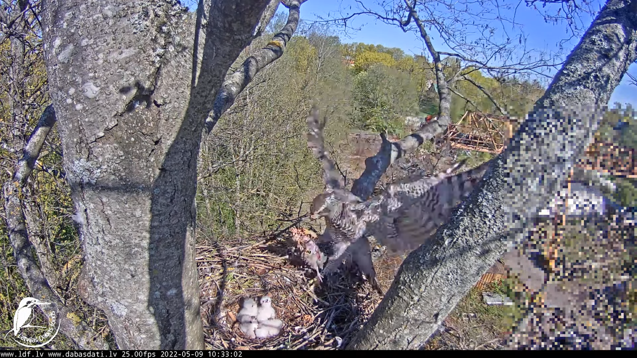 Vistu vanags (Accipiter gentilis) Rīgā - LDF tiešraide __ Goshawks, Riga, Latvia 13-58-2 screenshot