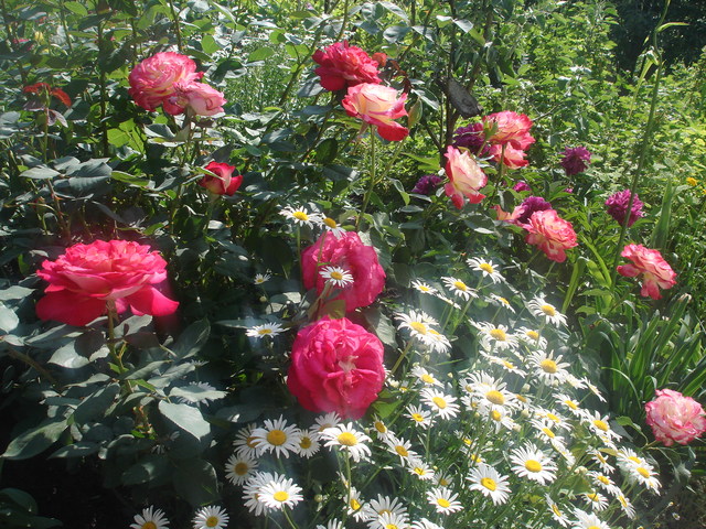 DSC00927