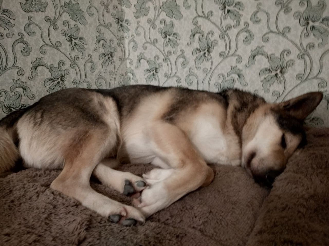 вольф дома2