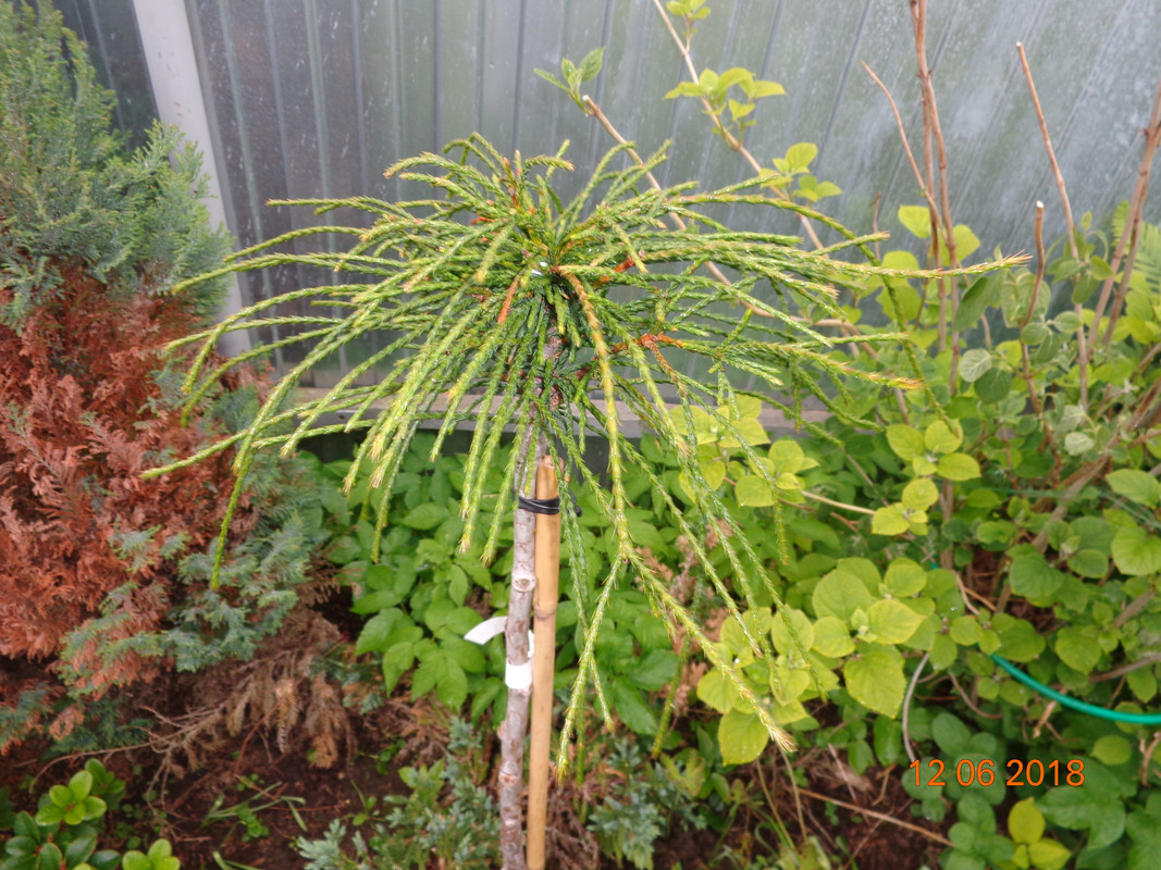 туя-фонтан 1