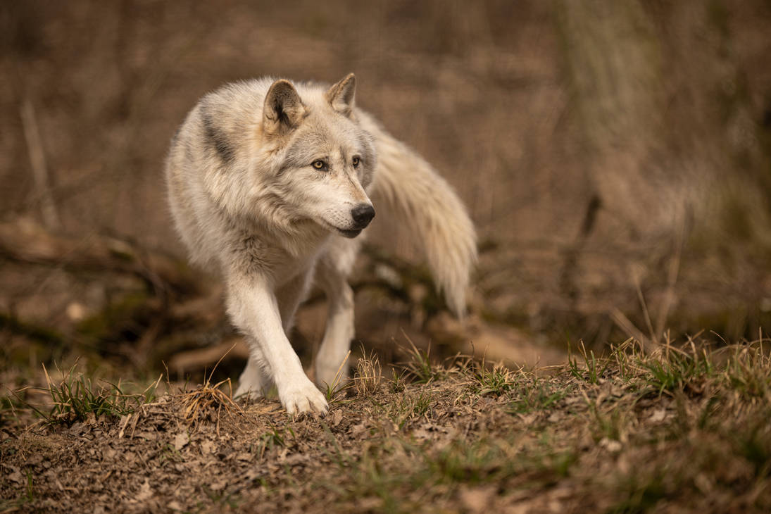 grey-wolf-11-by-lakela-dg9r0wf-pre.jpg