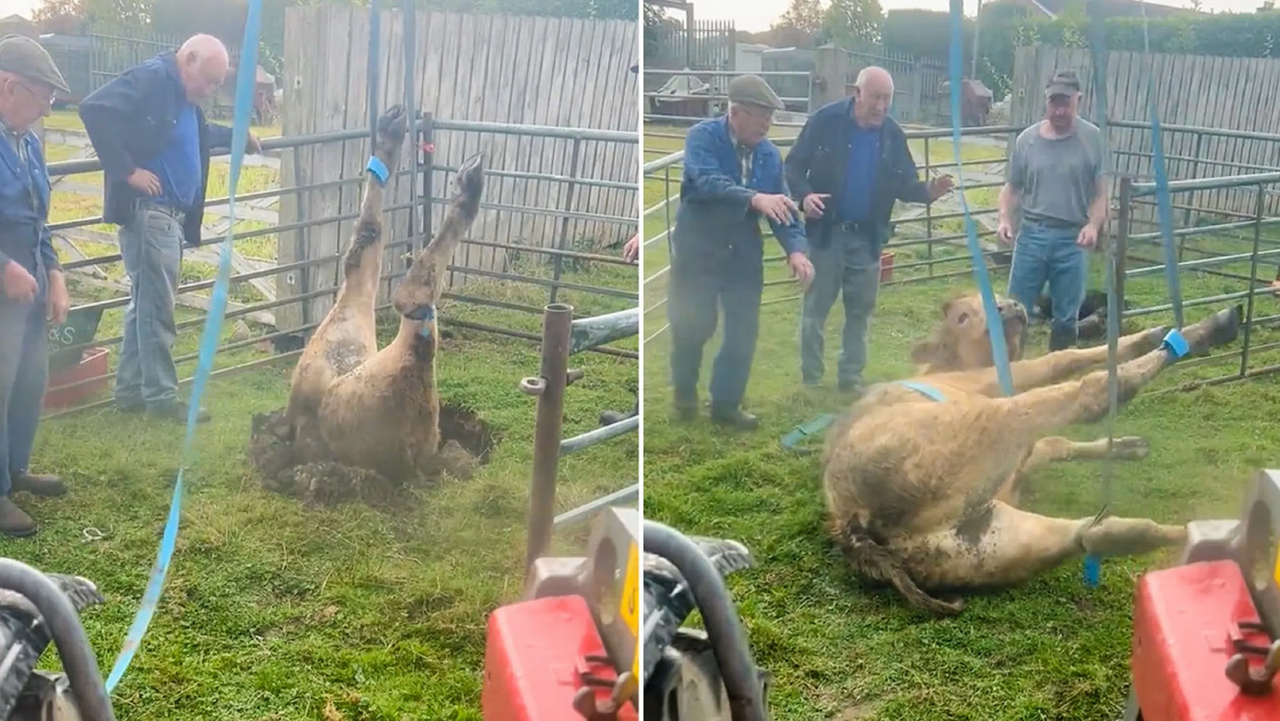 Vaca loca, se cayó en un pozo y se necesitó un tractor para salvarla: video