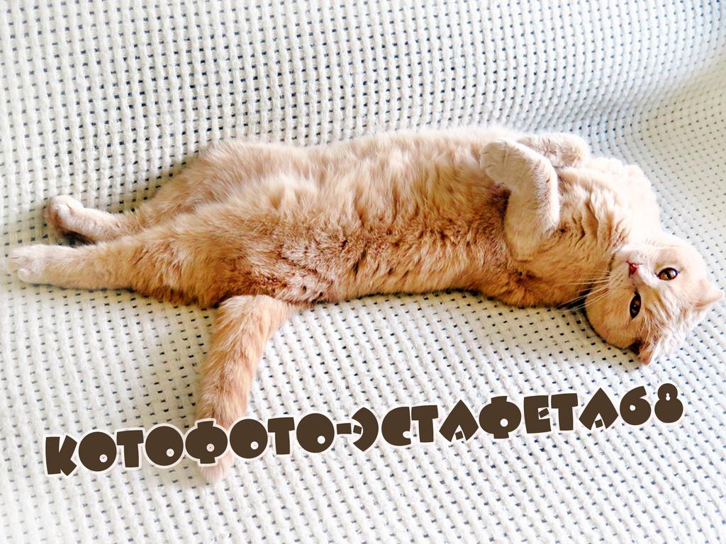 Мем на чиле на расслабоне картинка