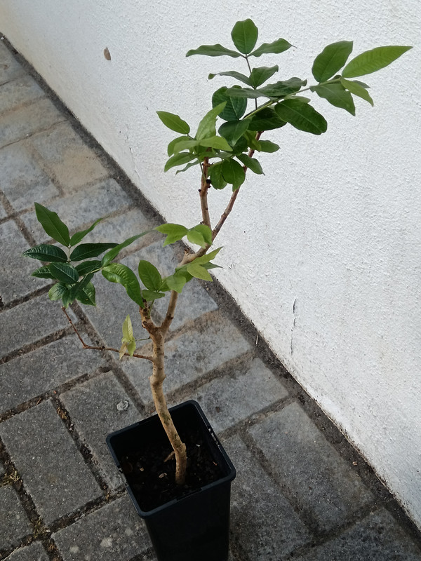 IMG 20260517 180336
