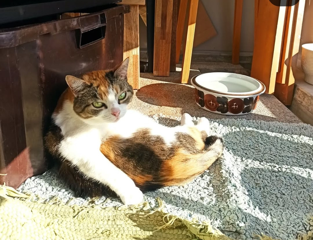 Screenshot_20250727_133538_com_instagram_android_TransparentModalActivity