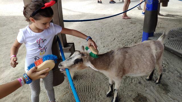 El secreto mejor guardado. Walt Disney World - Orlando octubre 2019 - Blogs de USA - Primer día Animal Kingdom y comida sorpresa (19)