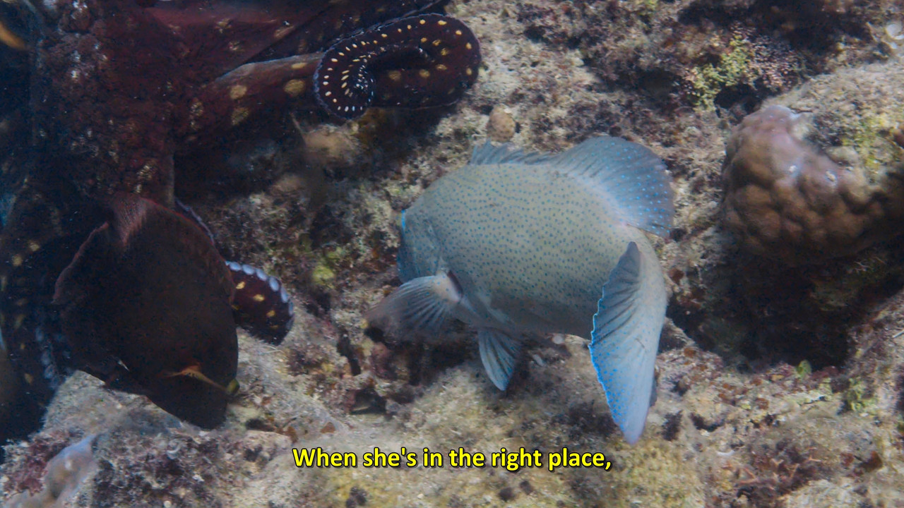 Secrets of the Octopus  S01E03 Disney  1080p WEB DDP x264-NM21vi.mkv_snapshot_27.53.380