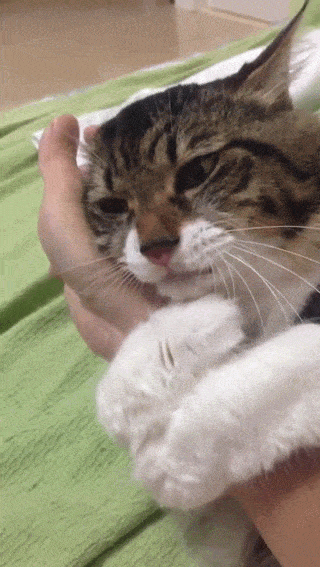 daily-gifdump-3395-18.gif