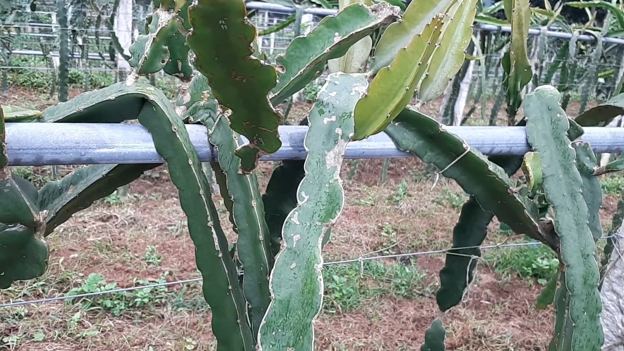 taiwan-dragon-fruit.jpg