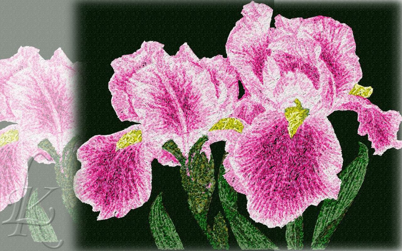 ?озовый ирис