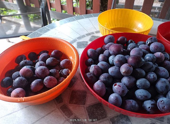 https://i.postimg.cc/htTkT1km/szilva-20250728.jpg