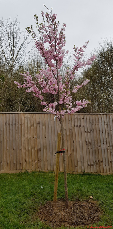 Cherry tree