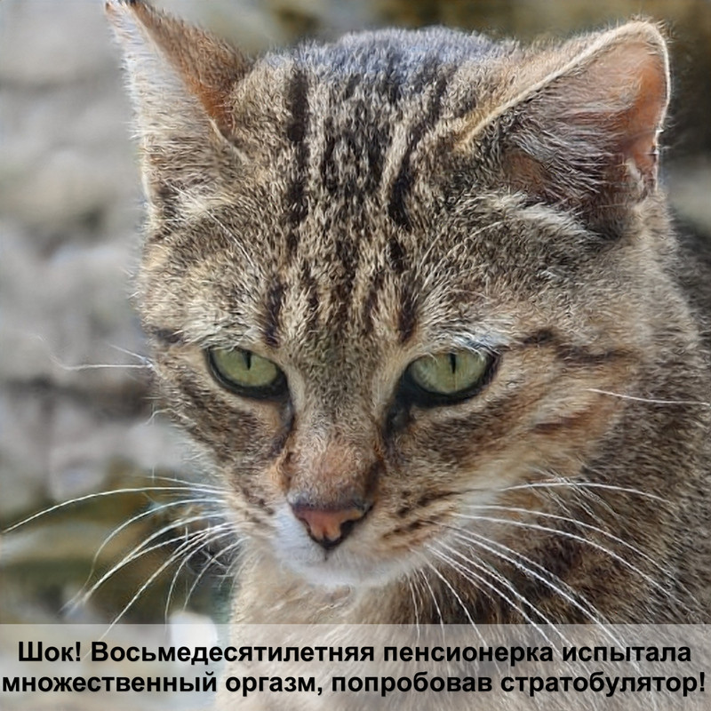 красный окрас кошек