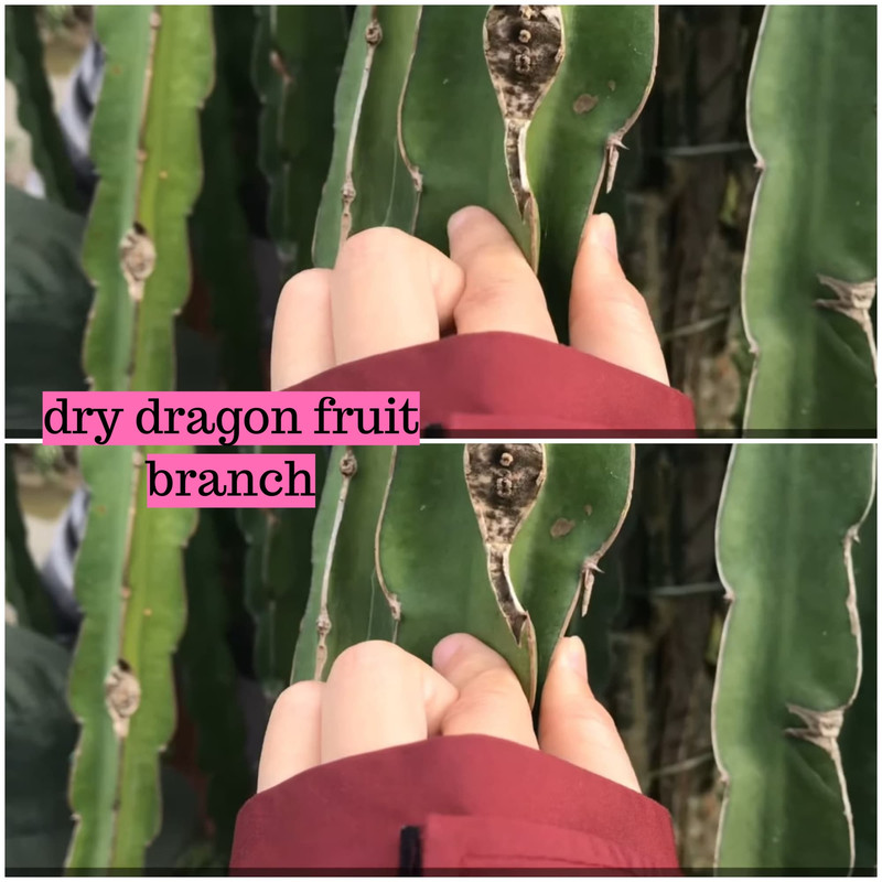 dry-dragon-fruit-branch.jpg