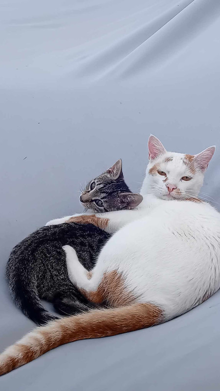 455709609_395892739810694_3118859104104028281_n