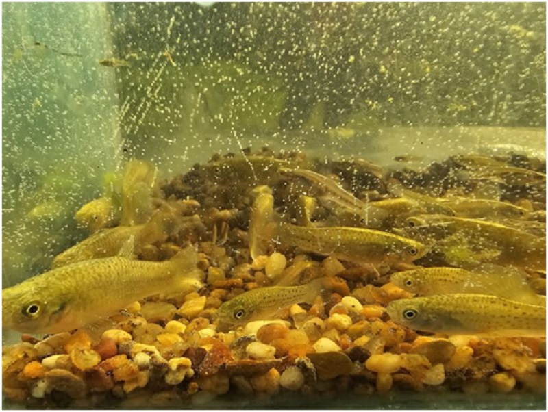 fotopeces2