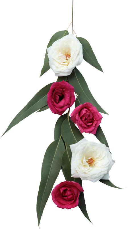 magentawhiteroses.png