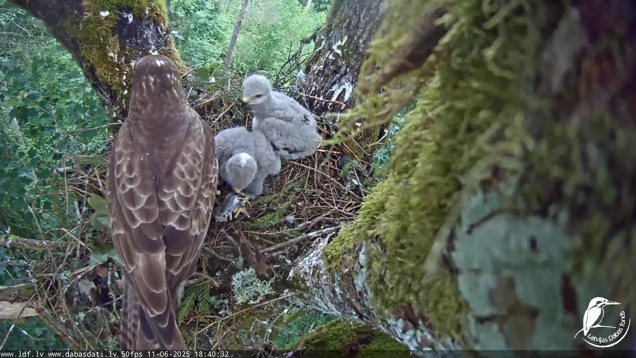 Melnās klijas (Milvus migrans) Kurzemē_ peļu klijāni (Buteo buteo) 13-8-47 screenshot