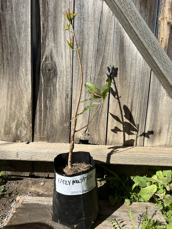 BD975D74-4F70-42DF-B880-0B65A7CAAC65