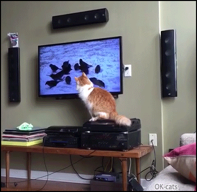 Amazing-Cat-GIF-Cats-are-magic-They-can-scare-birds-even-on-TV-screen.gif