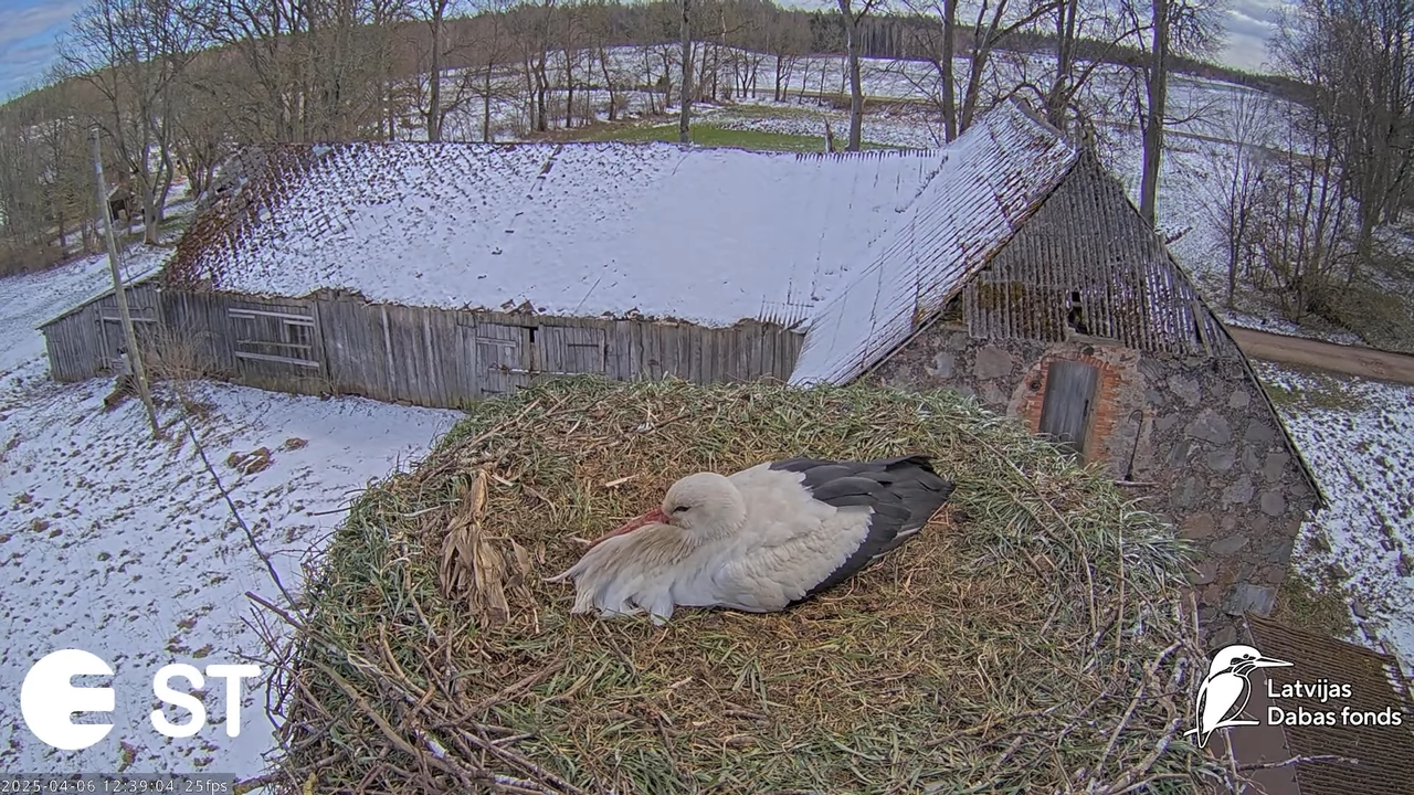 (8) Baltie stārķi (Ciconia ciconia) Tukuma novadā __ White storks in Tukums, Latvia - YouTube - 803_