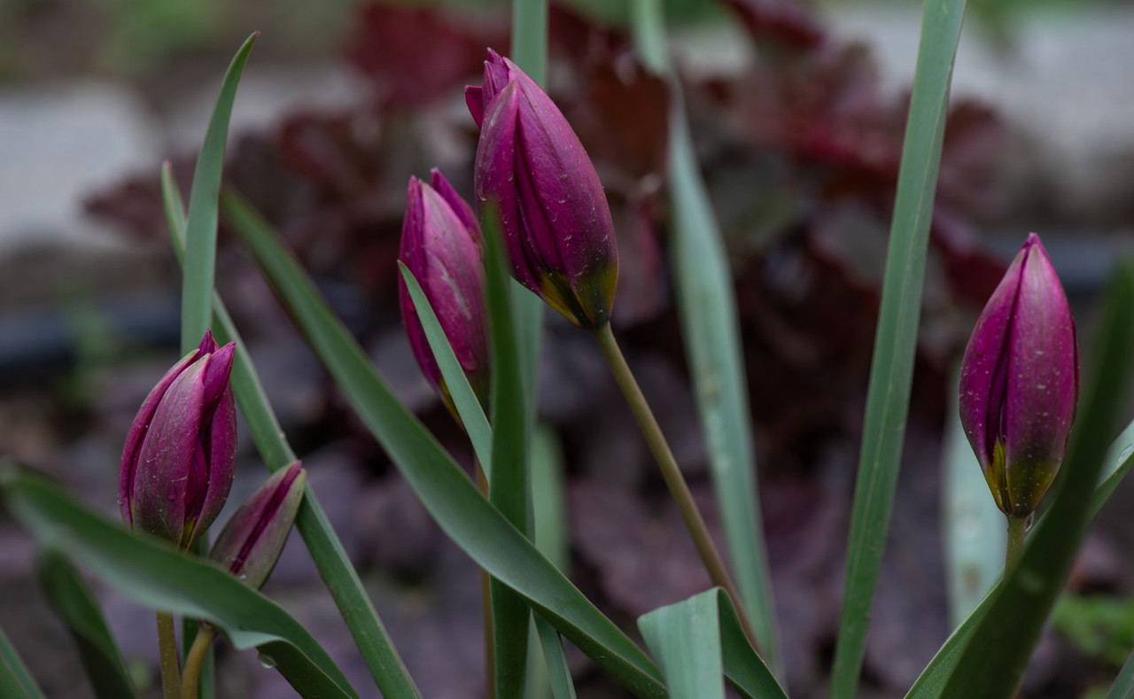 IMG-4be00ab2069853e0fd98ece9346779df-V