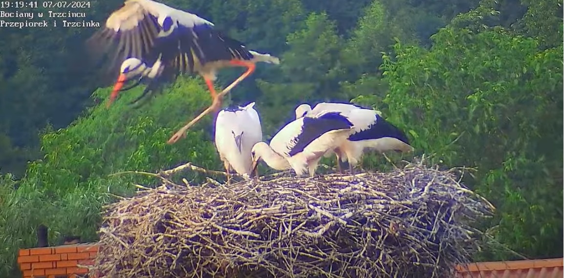 uwagaboparkietbywasliski