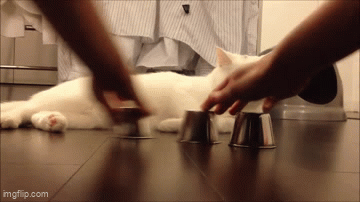 IMG-9237.gif