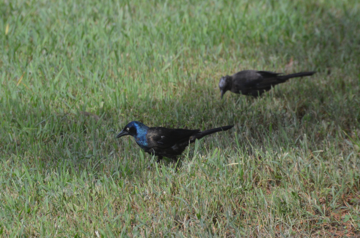 2021-8-13 Grackles (18)