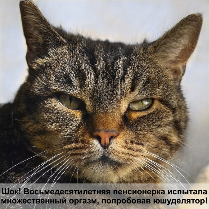 как дрессировать кошку