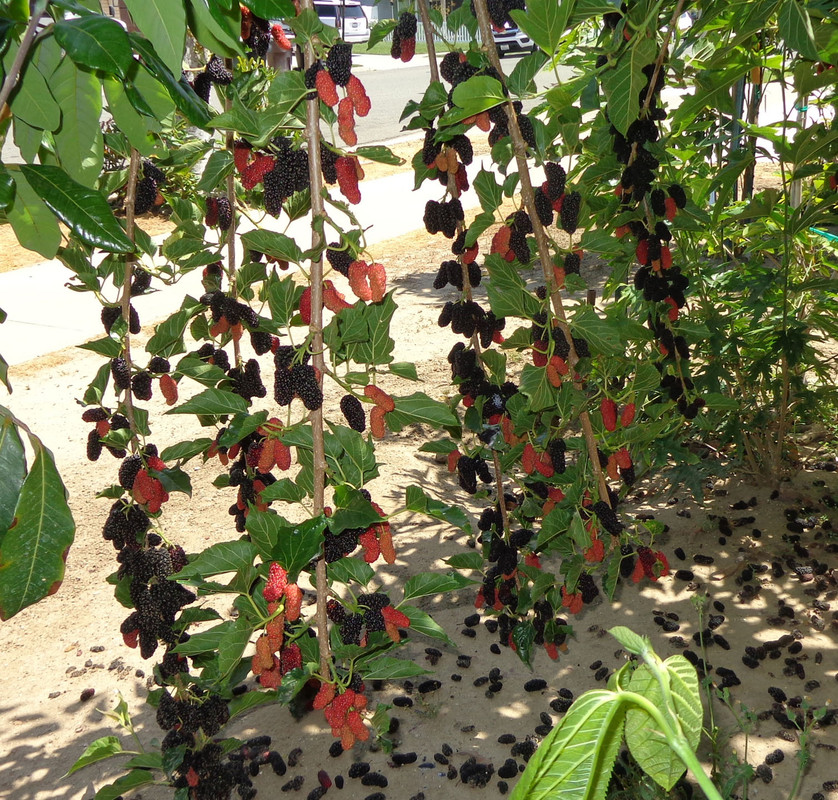 Thai-Dwf-p29 (5-6-21)4