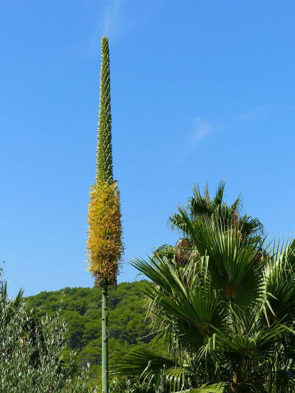 hvar-palmizana-garden-agave-univatta