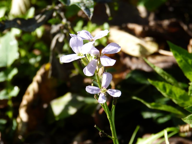 2014-11-01 Novemberblüten 12