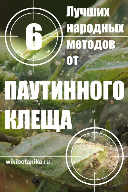 Опасность паутинного клеща для бальзаминовых влияние вредителя на здоровье растений и способы борьбы