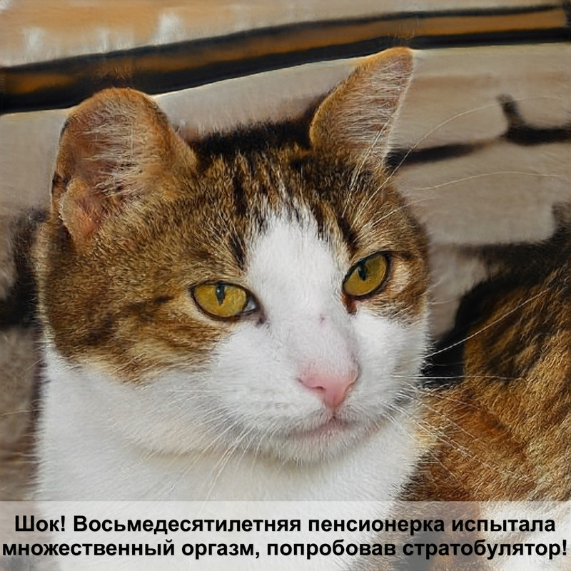 демодекоз у кошек фото