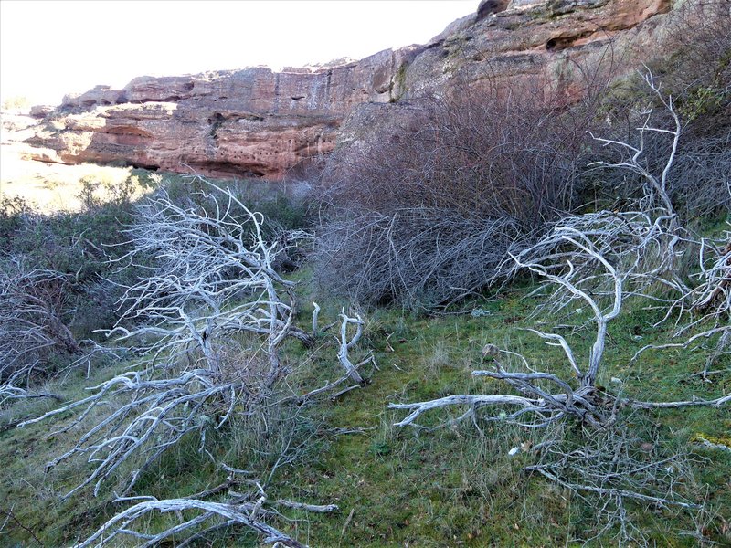 YACIMIENTO ARQUEOLOGICO DE TIERMES-16-2-2020 - Soria y sus pueblos-2010/2013/2020 (75)