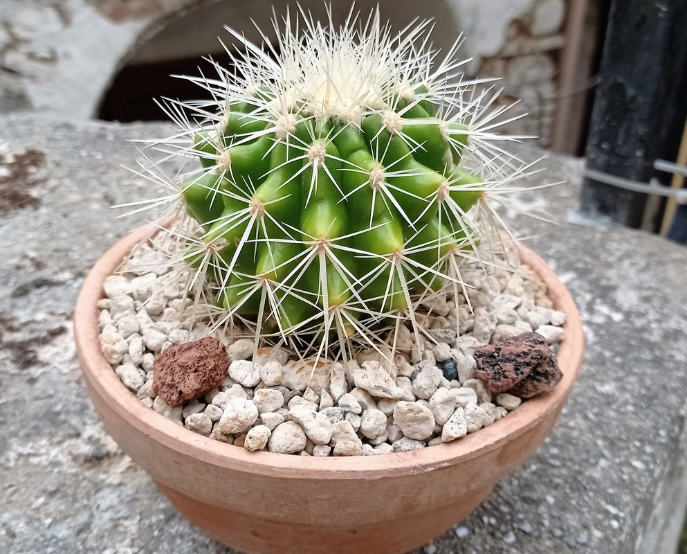 Echinocactus Grusoni (1)