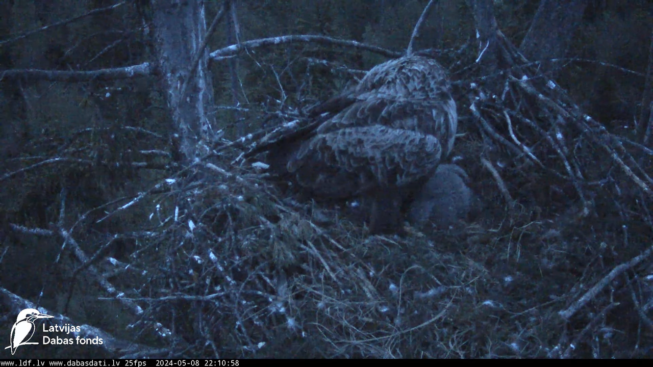 Jūras ērgļi (Haliaeetus albicilla) Ķemeru nacionālais parks - LDF tiešraide 13-0-28 screenshot