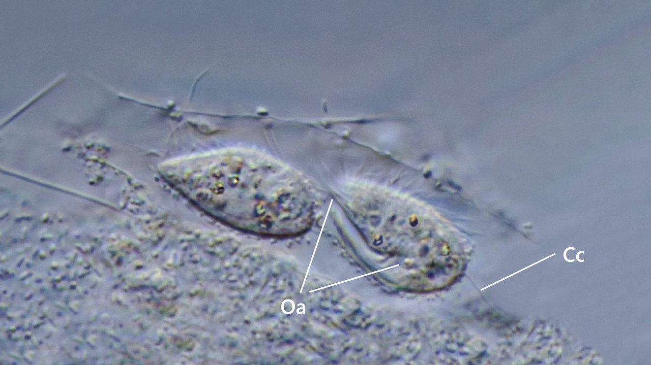 Calyptotricha 03 lanuginosa Röhrentier Schwanzwimper (Caudalcilium) DIK 100